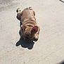Rocky is registered to the contest to win money with this photo: dog, puppy, french_bulldog, concrete, sunlight, shadow, footwear, slide_sandal, paw, wrinkles, outdoor, pet, animal, relaxing, sunbathing, cute, small_dog, tan, shadow_play, casual