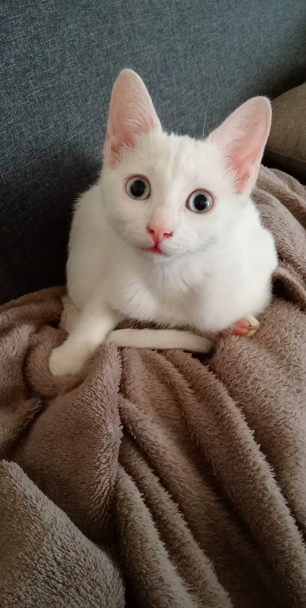 Machka a rejoint le concours — aidez-le/la à gagner de superbes lots ! carnivore, cat, claw, comfort, domestic_short_haired_cat, ear, fawn, felidae, fur, iris, paw, sitting, small_to_medium_sized_cats, snout, tail, whiskers