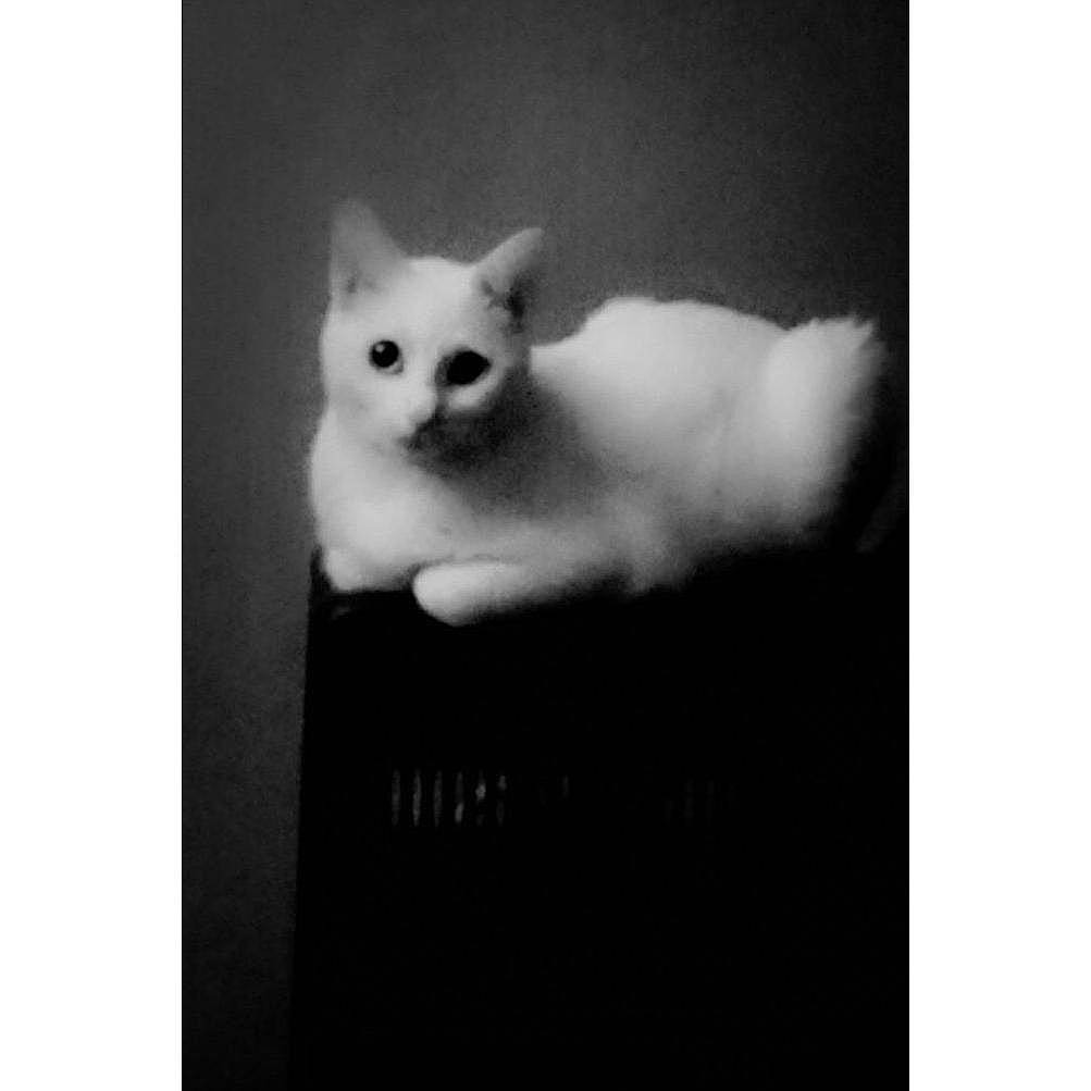 Machka a rejoint le concours — aidez-le/la à gagner de superbes lots ! carnivore, cat, companion_dog, darkness, devon_rex, dog_breed, ear, felidae, font, fur, monochrome_photography, paw, photo_caption, sitting, sky, small_to_medium_sized_cats, snout, still_life_photography, tail, whiskers