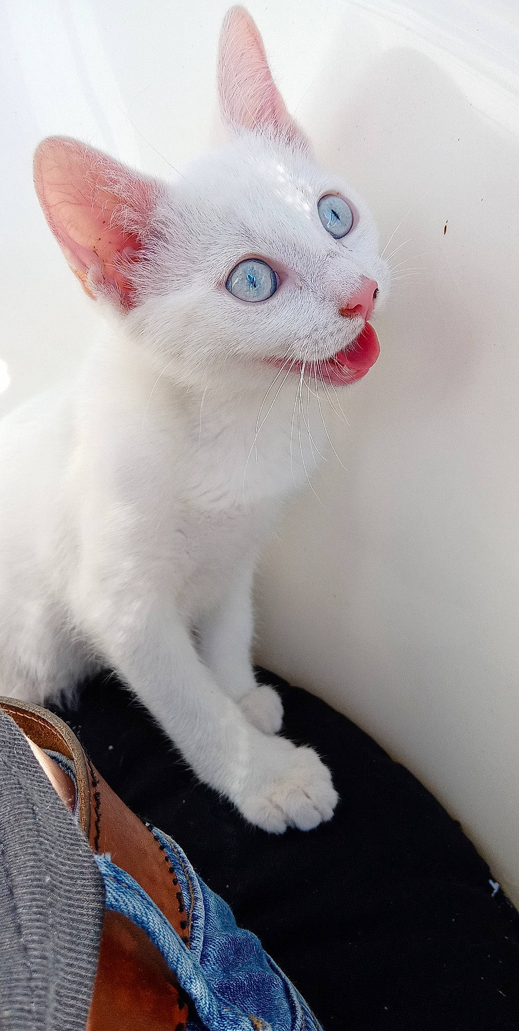 Machka a rejoint le concours — aidez-le/la à gagner de superbes lots ! carnivore, cat, claw, comfort, domestic_short_haired_cat, fawn, felidae, fur, paw, small_to_medium_sized_cats, snout, tail, terrestrial_animal, whiskers