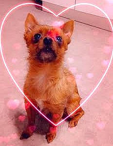 Etoile participe au concours pour gagner de l'argent avec cette photo : carnivore, collar, companion_dog, dog, dog_breed, dog_collar, dog_supply, fawn, flooring, fur, liver, magenta, pet_supply, pink, snout, sporting_group, tail, toy_dog, whiskers, working_animal