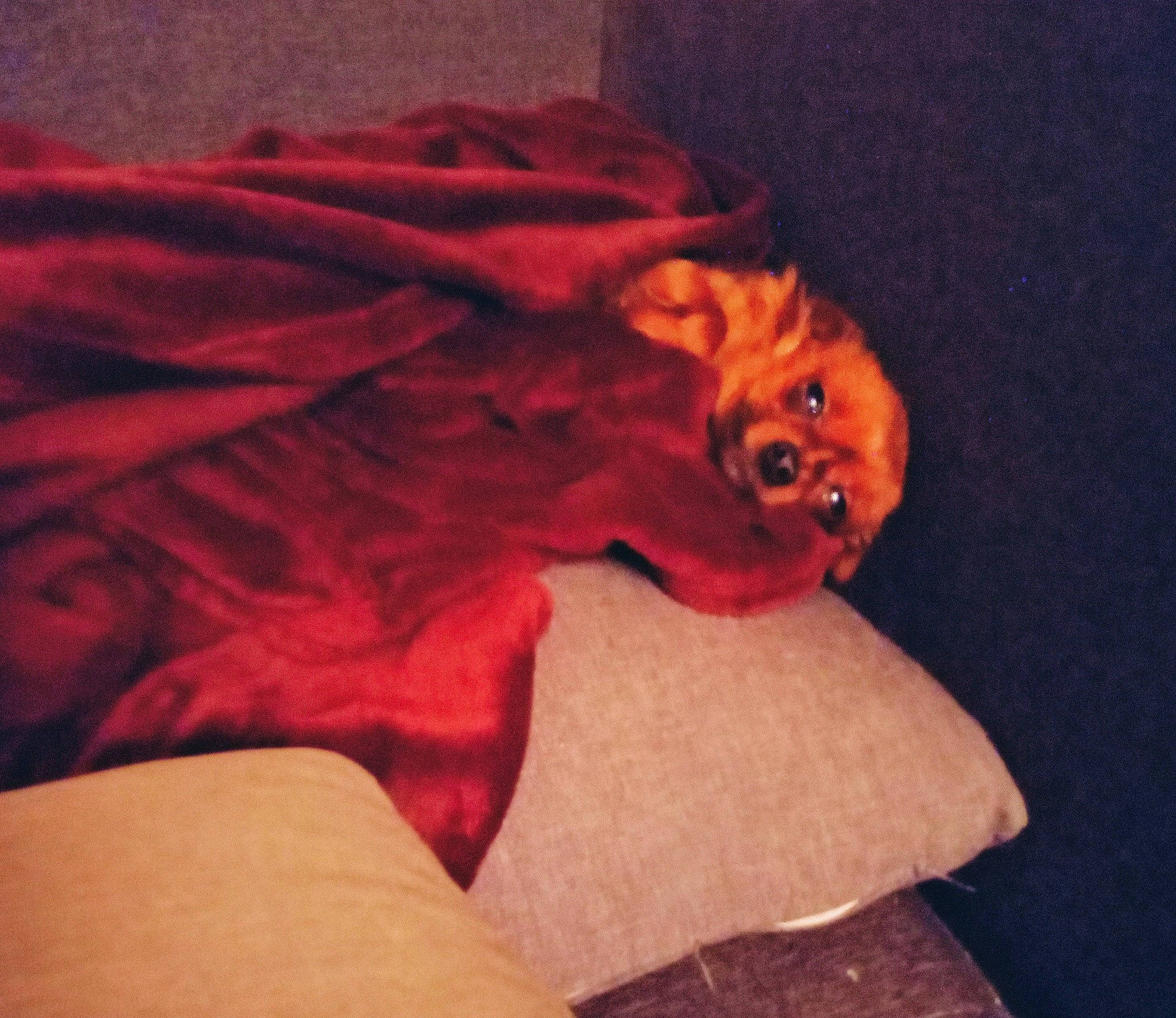 Etoile a rejoint le concours — aidez-le/la à gagner de superbes lots ! canidae, carnivore, comfort, companion_dog, dog, dog_breed, fawn, felidae, linens, liver, magenta, peach, sleeve, small_to_medium_sized_cats, snout, sporting_group, tail, tints_and_shades, toy, whiskers