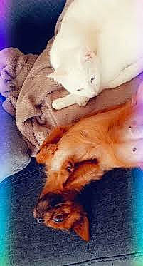 Etoile participe au concours pour gagner de l'argent avec cette photo : canidae, carnivore, claw, comfort, companion_dog, dog, dog_breed, ear, fawn, felidae, fur, hardwood, liver, paw, small_to_medium_sized_cats, snout, sporting_group, tail, whiskers, wood