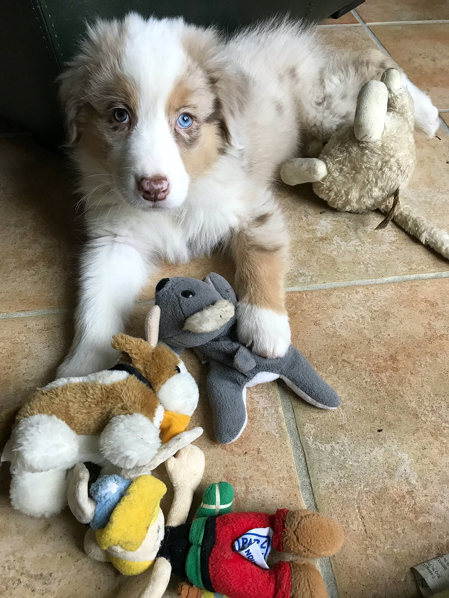 Niels a rejoint le concours — aidez-le/la à gagner de superbes lots ! baby_products, baby_toys, canidae, carnivore, collection, companion_dog, dog, dog_breed, fur, pet_supply, plush, puppy, sporting_group, stuffed_toy, toy, working_animal, working_dog