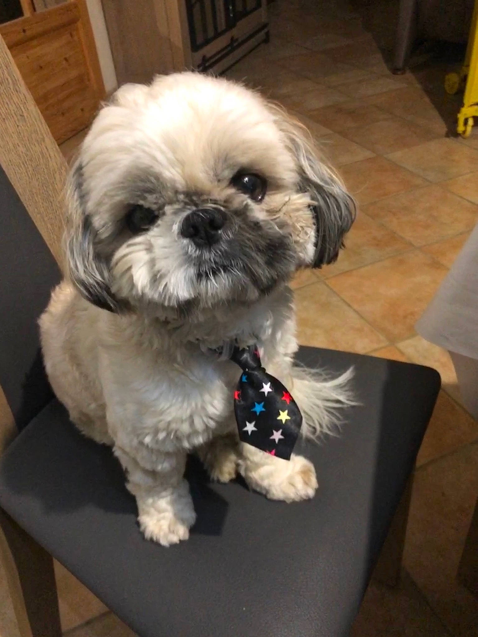 Oky a rejoint le concours — aidez-le/la à gagner de superbes lots ! cabinetry, canidae, carnivore, chest_of_drawers, companion_dog, dog, dog_breed, dog_supply, fawn, fur, mammal, natural_material, pekapoo, pet_supply, puppy, shih_poo, shih_tzu, snout, toy_dog, working_animal