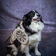 Neïka participe au concours pour gagner de l'argent avec cette photo : dog, black_and_white, fluffy, studio, portrait, sitting, accessory, shield, embroidery, smiling, pet, animal, indoors, fur, happy, looking_away, background, photography, costume, cute