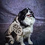 dog, black_and_white, fluffy, studio, portrait, sitting, accessory, shield, embroidery, smiling, pet, animal, indoors, fur, happy, looking_away, background, photography, costume, cute