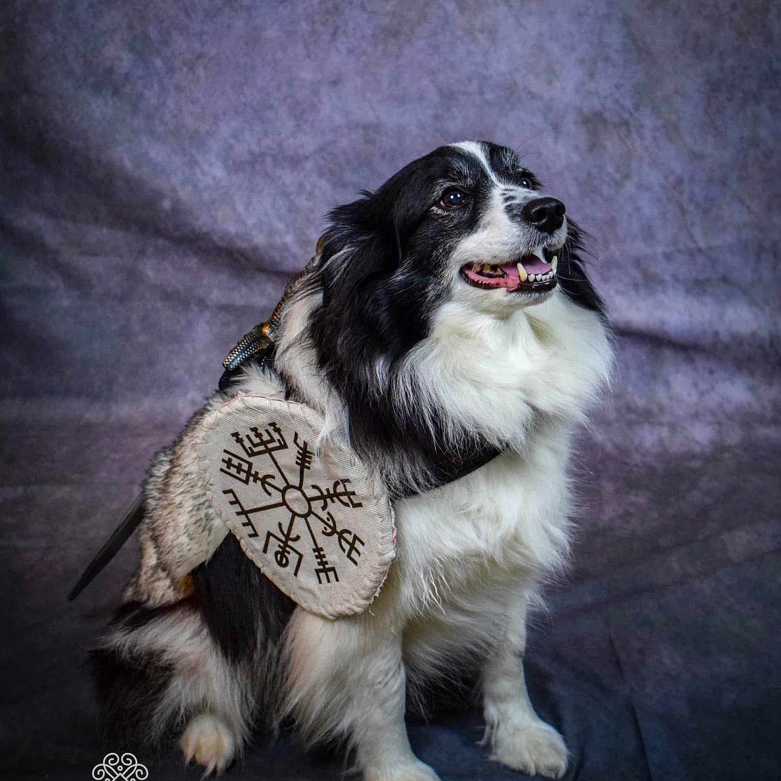 Neïka participe au concours pour gagner de l'argent avec cette photo : accessory, animal, background, black_and_white, costume, cute, dog, embroidery, fluffy, fur, happy, indoors, looking_away, pet, photography, portrait, shield, sitting, smiling, studio
