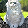 cat, fluffy, white_cat, tree, outdoor, green_eyes, nature, animal, pet, feline, close_up, portrait, sunlight, branch, sitting, fur, wildlife, cute, peaceful, daytime