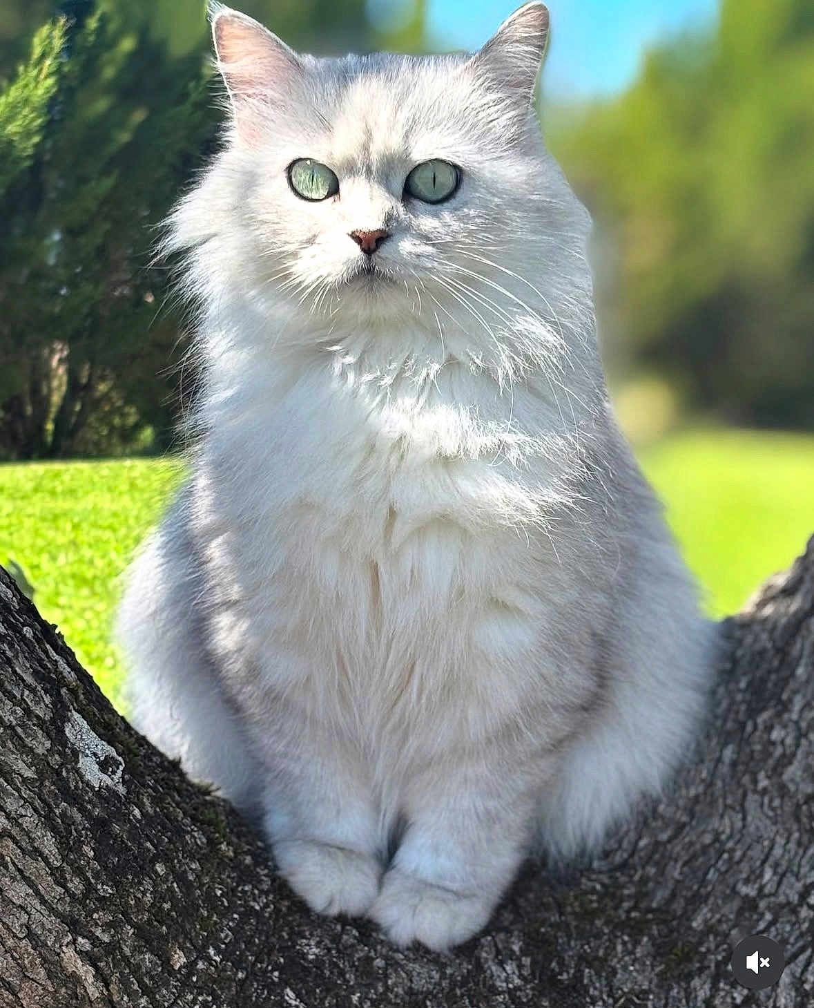 Chanel participe au concours pour gagner de l'argent avec cette photo : cat, fluffy, white_cat, tree, outdoor, green_eyes, nature, animal, pet, feline, close_up, portrait, sunlight, branch, sitting, fur, wildlife, cute, peaceful, daytime