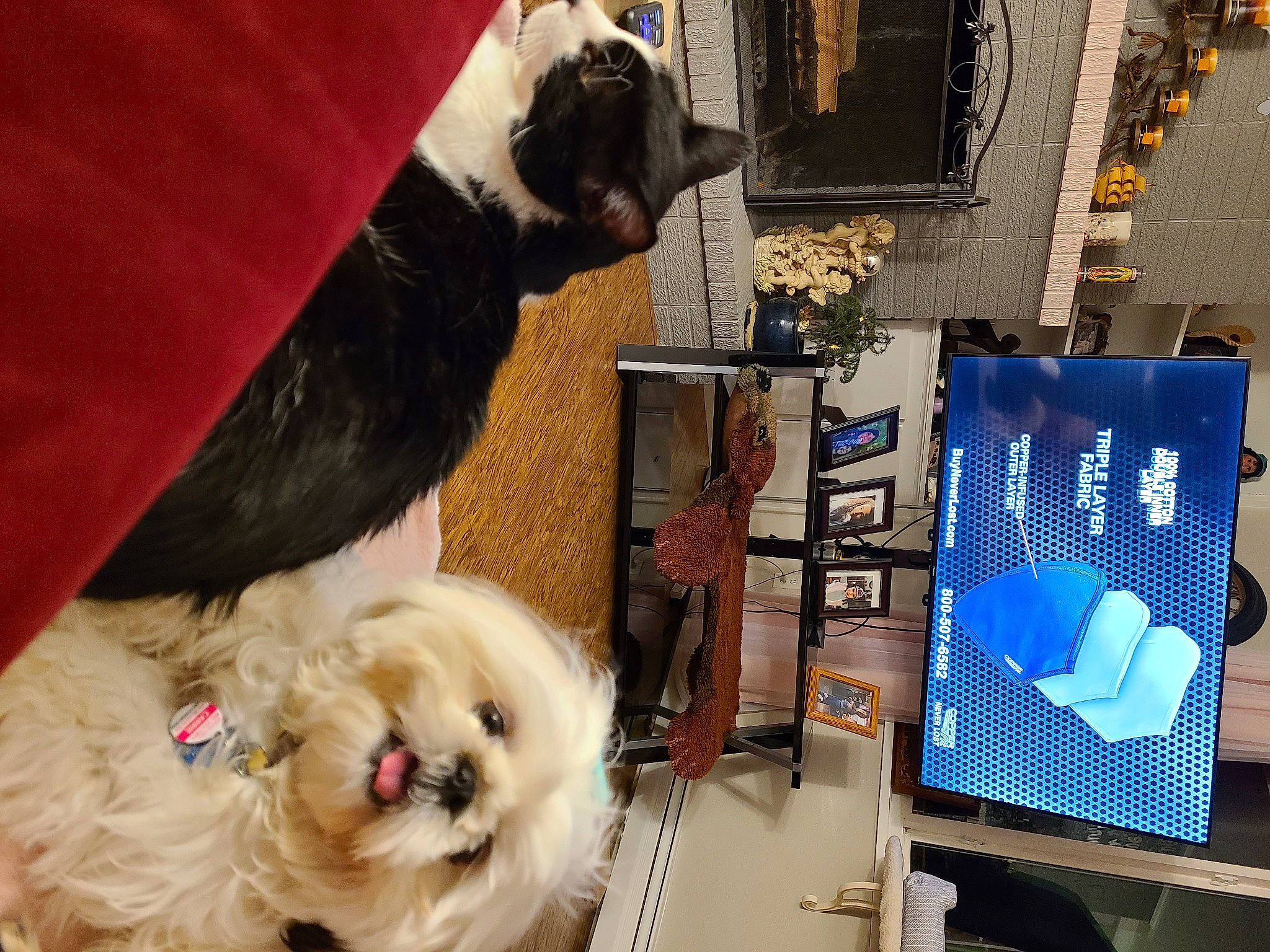 Carrie joined the competition — help win amazing prizes! carnivore, chair, companion_dog, dog, dog_breed, dog_supply, fawn, felidae, fur, machine, pet_supply, room, small_to_medium_sized_cats, snout, sporting_group, tail, television_set, toy_dog, whiskers, working_animal