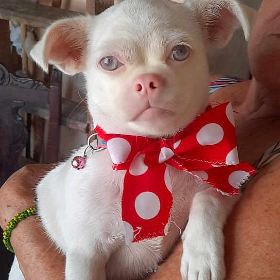 Roma joined the competition — help win amazing prizes! dog, white_dog, pet, bow, polka_dot, red_bow, small_dog, indoor, person, arm, hand, furniture, chair, wooden_chair, wall, ears, pink_nose, cute, calm, holding