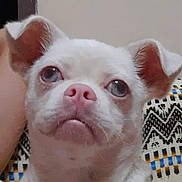 Roma is registered to the contest to win money with this photo: dog, white_dog, pet, animal, close_up, indoor, ear, pink_nose, cute, fur, looking_up, cushion, patterned_cushion, face, snout, domestic_animal, portrait, mammal, expression, resting