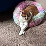 cat, orange_cat, white_cat, pet_bed, fluffy_bed, pastel_colors, carpet, indoor, corner, relaxed, lounging, crossed_paws, feline, cozy, home, domestic_cat, fur, animal, resting, quiet