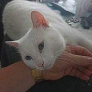 Messi participe au concours pour gagner de l'argent avec cette photo : affection, animal, blue_eyes, blurred, calm, close_up, companion, cozy, cute, domestic_cat, feline, gentle, hand, human_hand, indoor, interaction, pet, resting, soft_focus, white_cat