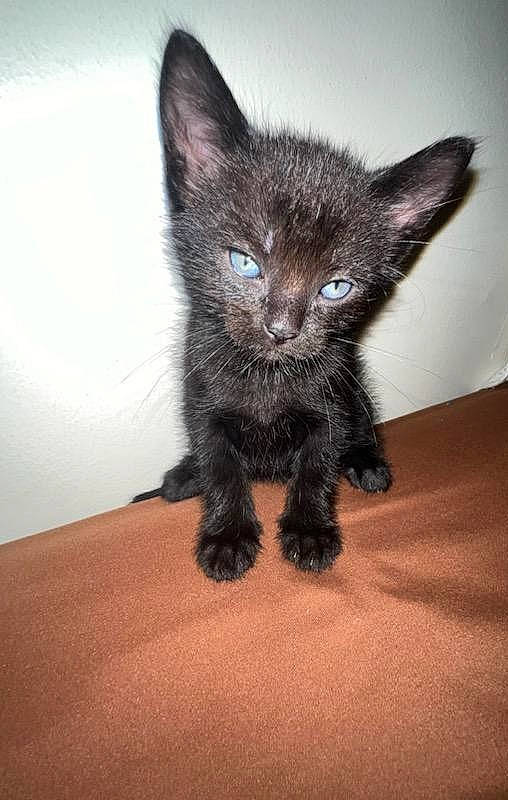 Boochie is registered to the contest to win money with this photo: bombay, carnivore, cat, claw, domestic_short_haired_cat, felidae, flooring, fur, paw, small_to_medium_sized_cats, snout, tail, terrestrial_animal, whiskers