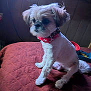 Elvis is registered to the contest to win money with this photo: dog, pet, small_dog, red_collar, quilt, bed, indoor, furniture, wooden_wall, blur, out_of_focus, animal, fur, sitting, cute, companion, domestic_animal, paw, tail, collar