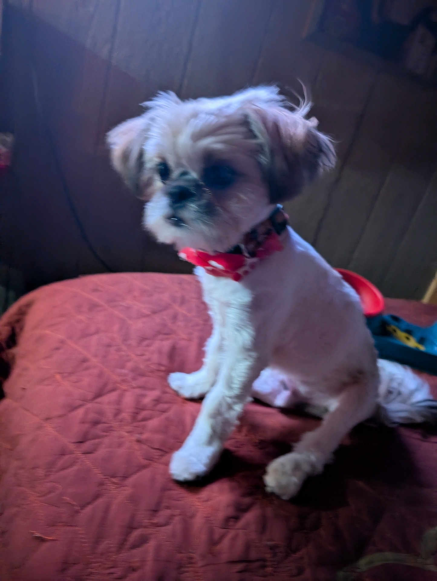 Elvis