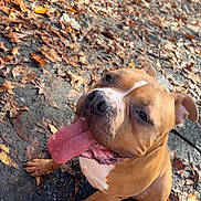 Emmalena Roriguez joined the competition — help win amazing prizes! dog, brown_dog, tongue_out, happy, pet, canine, sitting, outdoor, leaves, fall, autumn, dirt, playful, animal, closeup, friendly, nature, paw, ears, muzzle
