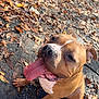 animal, autumn, brown_dog, canine, closeup, dirt, dog, ears, fall, friendly, happy, leaves, muzzle, nature, outdoor, paw, pet, playful, sitting, tongue_out