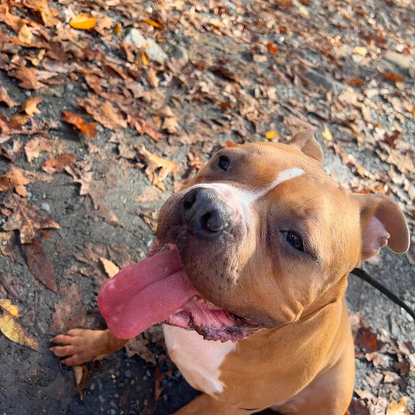 Emmalena Roriguez joined the competition — help win amazing prizes! animal, autumn, brown_dog, canine, closeup, dirt, dog, ears, fall, friendly, happy, leaves, muzzle, nature, outdoor, paw, pet, playful, sitting, tongue_out