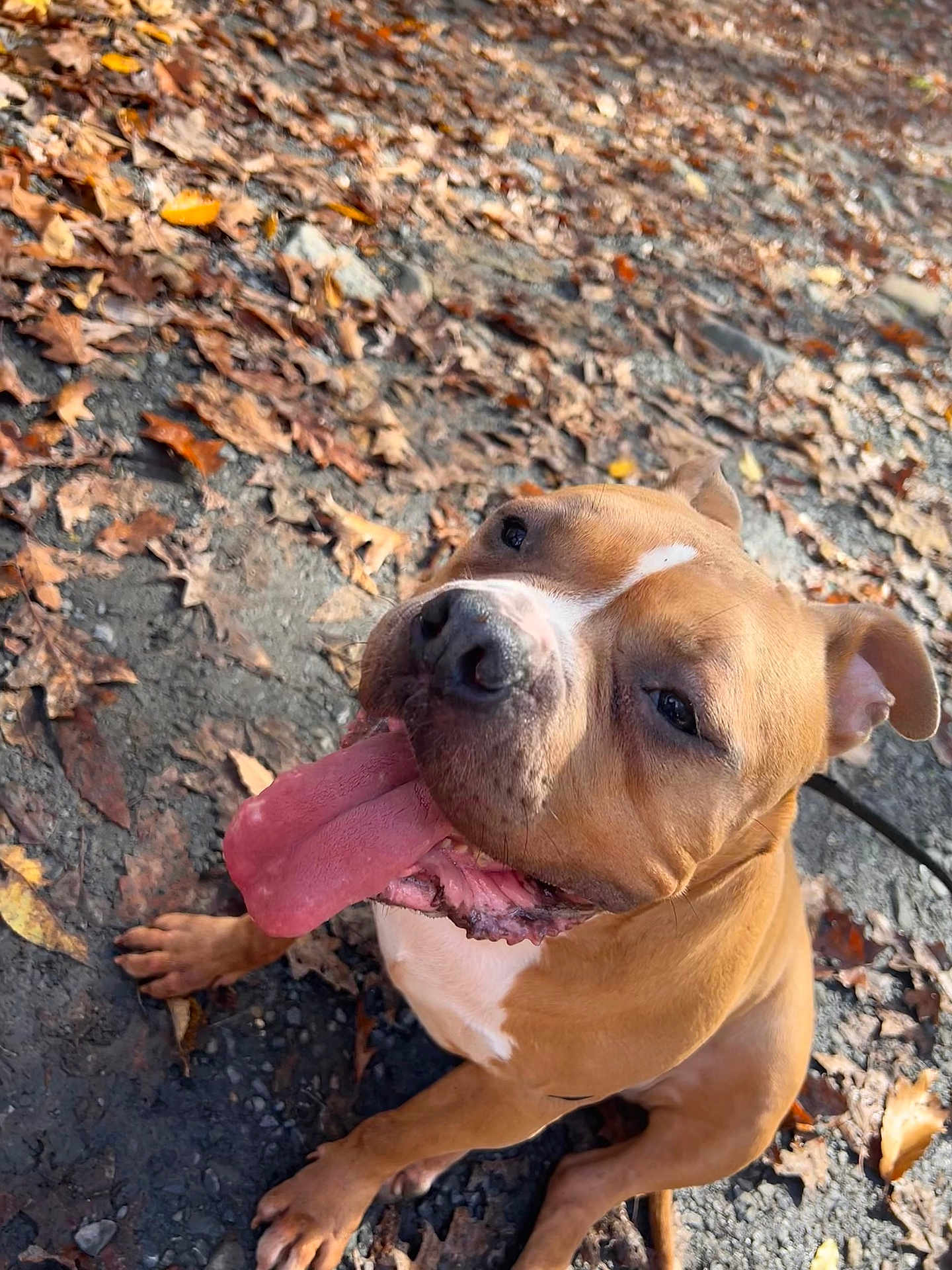 Emmalena Roriguez joined the competition — help win amazing prizes! dog, brown_dog, tongue_out, happy, pet, canine, sitting, outdoor, leaves, fall, autumn, dirt, playful, animal, closeup, friendly, nature, paw, ears, muzzle
