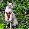 Shiny a rejoint le concours — aidez-le/la à gagner de superbes lots ! animal, cat, curious, daylight, ears, feline, forest, fur, grass, greenery, leaves, nature, outdoor, pet, plants, red_harness, side_profile, sitting, whiskers, wildlife