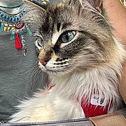 Shiny a rejoint le concours — aidez-le/la à gagner de superbes lots ! cat, fluffy_cat, blue_eyes, pet_carrier, mesh, person, green_shirt, beaded_embroidery, outdoor, sunlight, close_up, feline, portrait, animal, pet, fur, whiskers, ears, shoulder_strap, nature
