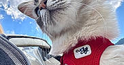 Shiny a rejoint le concours — aidez-le/la à gagner de superbes lots ! cat, animal, pet, feline, harness, outdoor, sky, clouds, blue_sky, whiskers, fur, paw, closeup, nature, daylight, adventure, travel, portrait, curious, cute