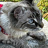 Shiny a rejoint le concours — aidez-le/la à gagner de superbes lots ! cat, gray_tabby, blue_eyes, collar, stone_surface, outdoor, nature, greenery, animal, pet, feline, whiskers, ears, fur, close_up, portrait, resting, sunlight, grass, curious