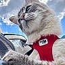 Shiny a rejoint le concours — aidez-le/la à gagner de superbes lots ! animal, animal_face, blue_sky, cat, close_up, clouds, curious, daylight, domestic_cat, feline, fluffy, fur, nature, outdoor, paw, pet, portrait, red_harness, watchful, whiskers