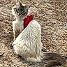 cat, fluffy, long_hair, blue_eyes, red_harness, outdoor, dry_ground, rocks, curious, pet, animal, sitting, looking_back, nature, fur, tail, whiskers, mammal, domestic_cat, ground