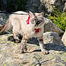 cat, animal, outdoor, rock, nature, feline, harness, leash, blue_eyes, moss, sunlight, walking, pet, mammal, wildlife, fur, claws, alert, curious, standing