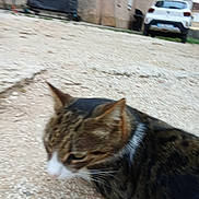 Max participe au concours pour gagner de l'argent avec cette photo : adventure, alloywheel, animal, car, carwheel, cat, coupe, gravel, leisureactivities, licenseplate, machine, manx, pet, road, spoke, sportscar, tire, transportation, vehicle, wheel