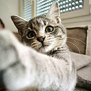 Preum'S a rejoint le concours — aidez-le/la à gagner de superbes lots ! kitten, cat, paw, tabby, whiskers, indoor, curious, closeup, feline, pet, animal, cute, soft, portrait, blurred_background, window, couch, home, young, playful