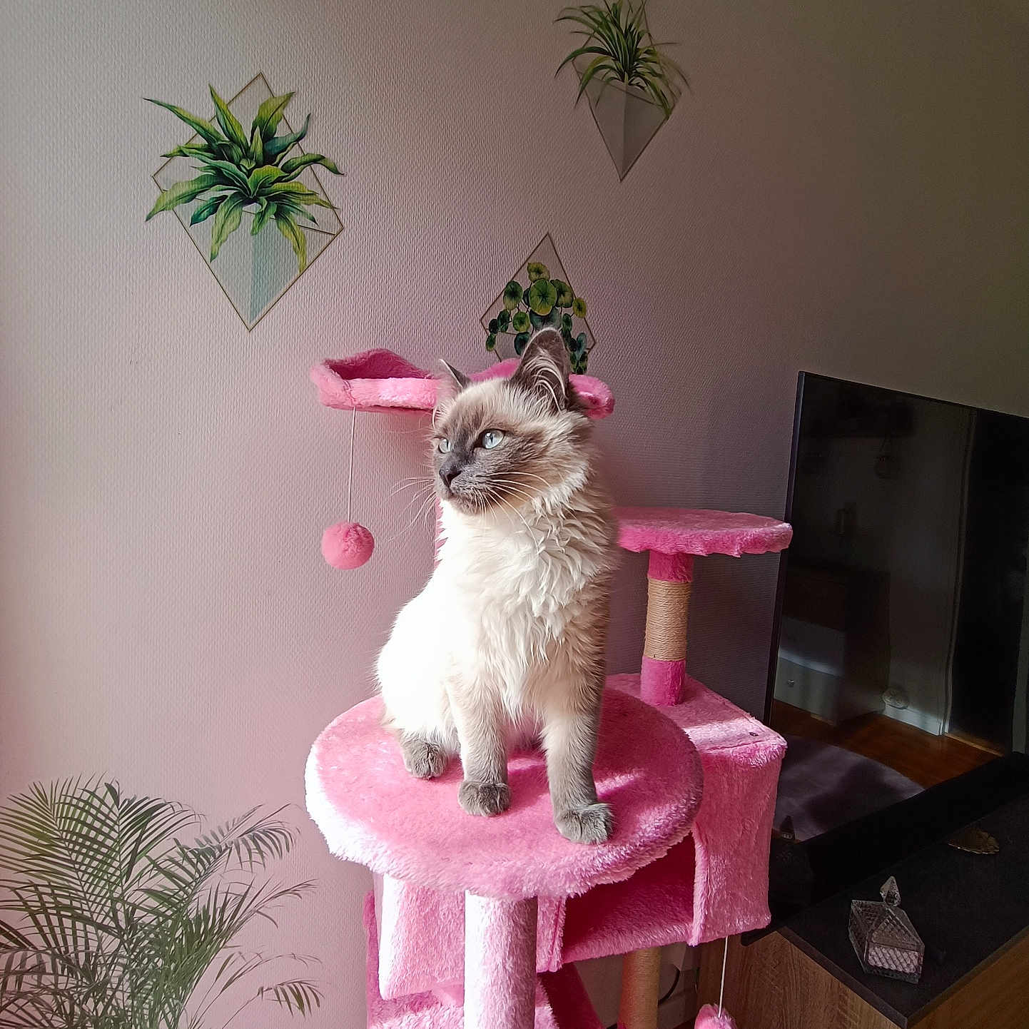 Youva participe au concours pour gagner de l'argent avec cette photo : animal, architecture, building, cat, computerhardware, electronics, flower, flowerarrangement, furniture, hardware, indoors, livingroom, monitor, pet, plant, plywood, pottedplant, screen, tv, wood