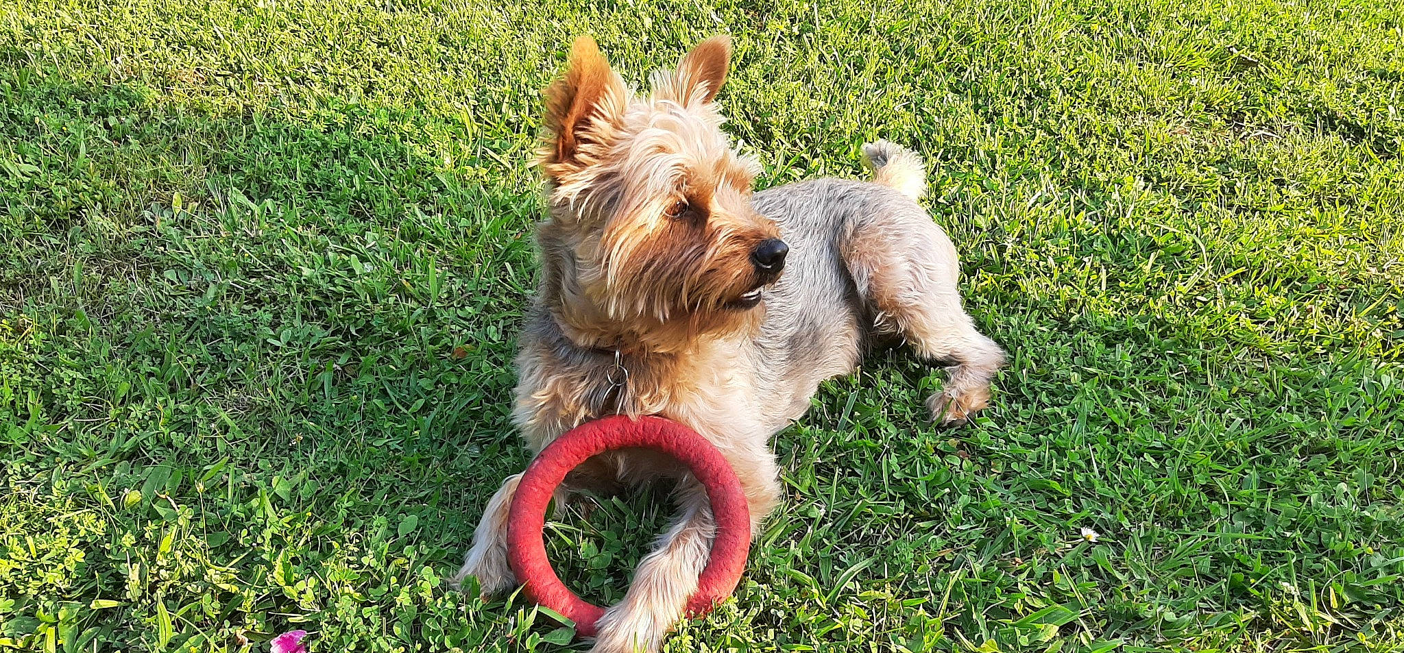 Nash participe au concours pour gagner de l'argent avec cette photo : biewer_terrier, canidae, carnivore, collar, companion_dog, dog, dog_breed, dog_supply, fawn, grass, groundcover, lawn, lifebuoy, plant, small_terrier, sporting_group, terrier, toy_dog, water_dog, working_animal