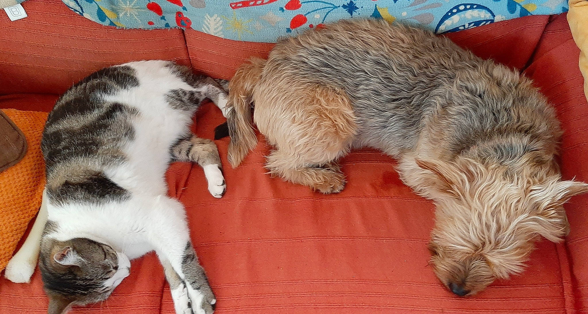 Nash participe au concours pour gagner de l'argent avec cette photo : carnivore, cat, claw, comfort, companion_dog, dog, dog_breed, domestic_short_haired_cat, fawn, felidae, fur, nap, paw, small_to_medium_sized_cats, snout, sporting_group, tail, terrestrial_animal, terrier, whiskers