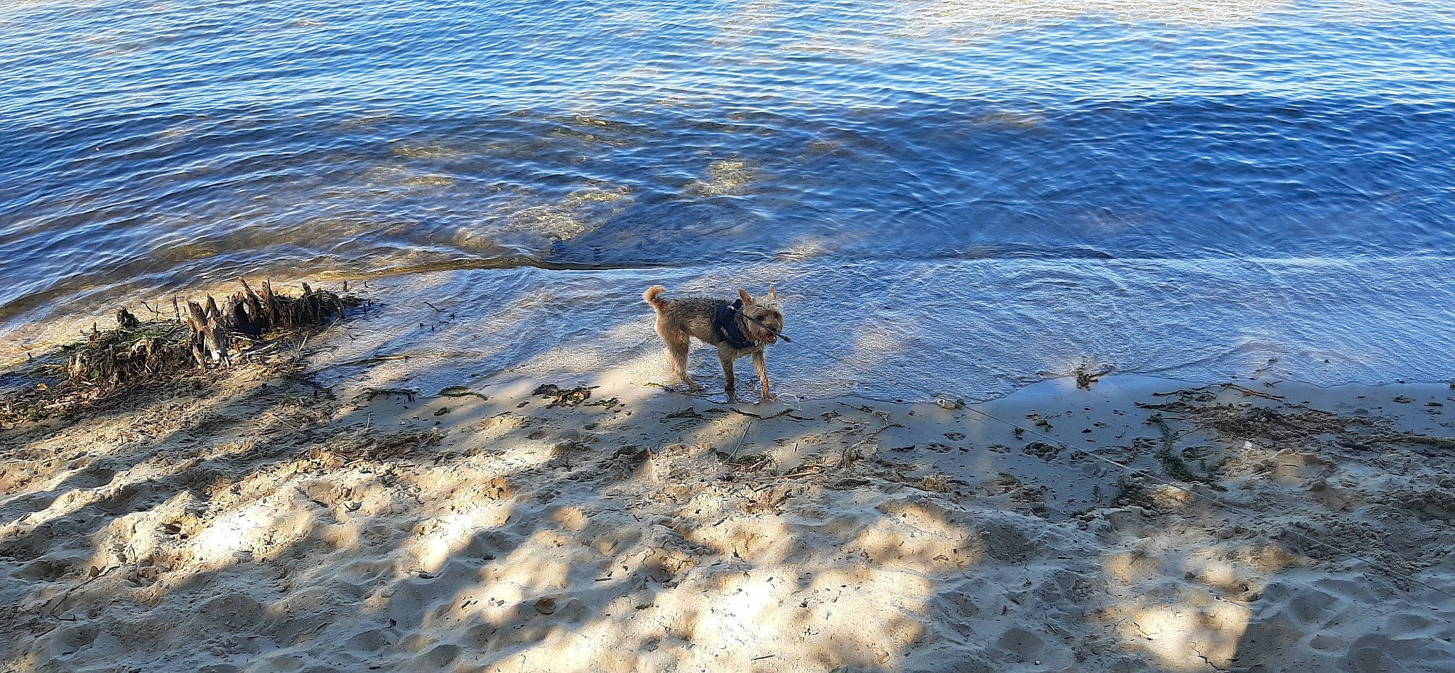 Nash participe au concours pour gagner de l'argent avec cette photo : beach, canidae, carnivore, coast, coastal_and_oceanic_landforms, dog, dog_breed, fawn, horizon, lake, ocean, sand, shadow, shore, soil, sporting_group, water, wave, wind_wave, winter