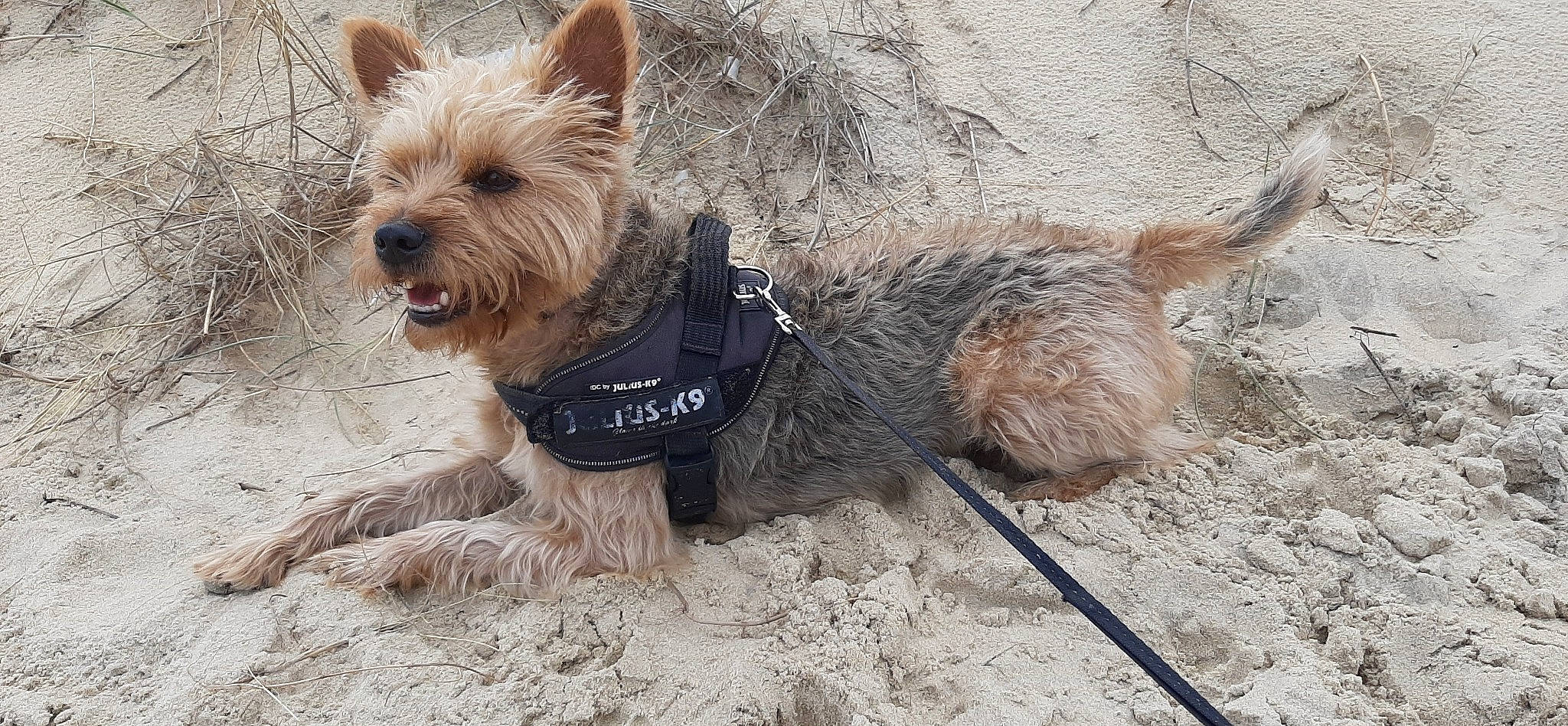 Nash a rejoint le concours — aidez-le/la à gagner de superbes lots ! biewer_terrier, canidae, carnivore, collar, companion_dog, dog, dog_breed, dog_collar, dog_supply, fur, liver, small_terrier, snout, sporting_group, terrestrial_animal, terrier, working_animal, working_terrier