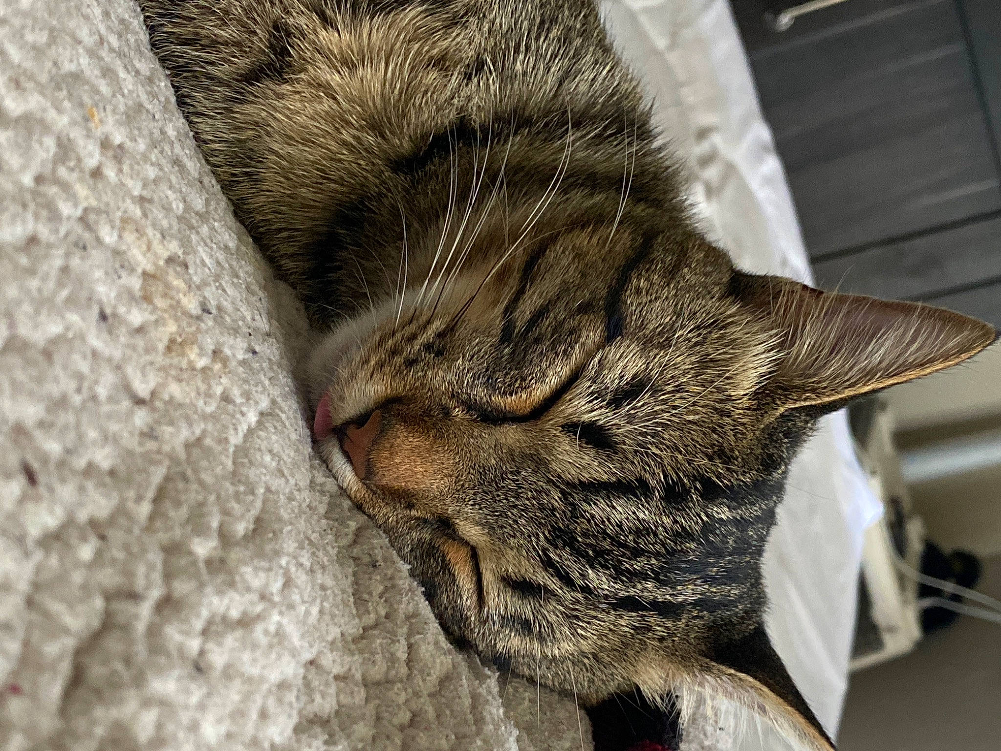 Cheetah joined the competition — help win amazing prizes! asian, carnivore, cat, claw, close_up, domestic_short_haired_cat, dragon_li, european_shorthair, eye, felidae, fur, kitten, paw, pixie_bob, sleep, small_to_medium_sized_cats, snout, tabby_cat, whiskers, wild_cat