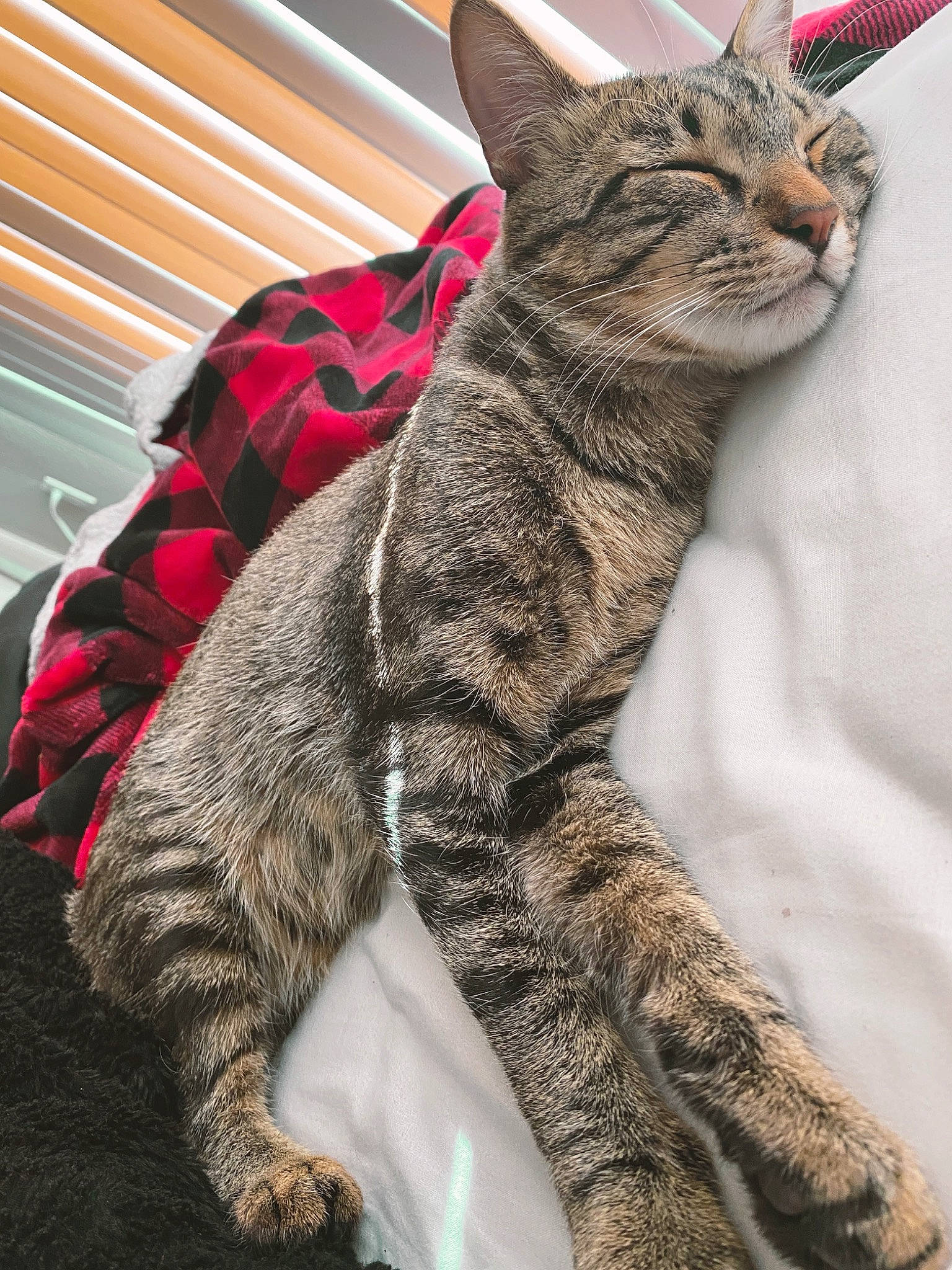 Cheetah is registered to the contest to win money with this photo: asian, california_spangled, carnivore, cat, domestic_short_haired_cat, dragon_li, egyptian_mau, european_shorthair, felidae, fur, german_rex, kitten, mammal, ocicat, pixie_bob, small_to_medium_sized_cats, tabby_cat, tail, vertebrate, whiskers