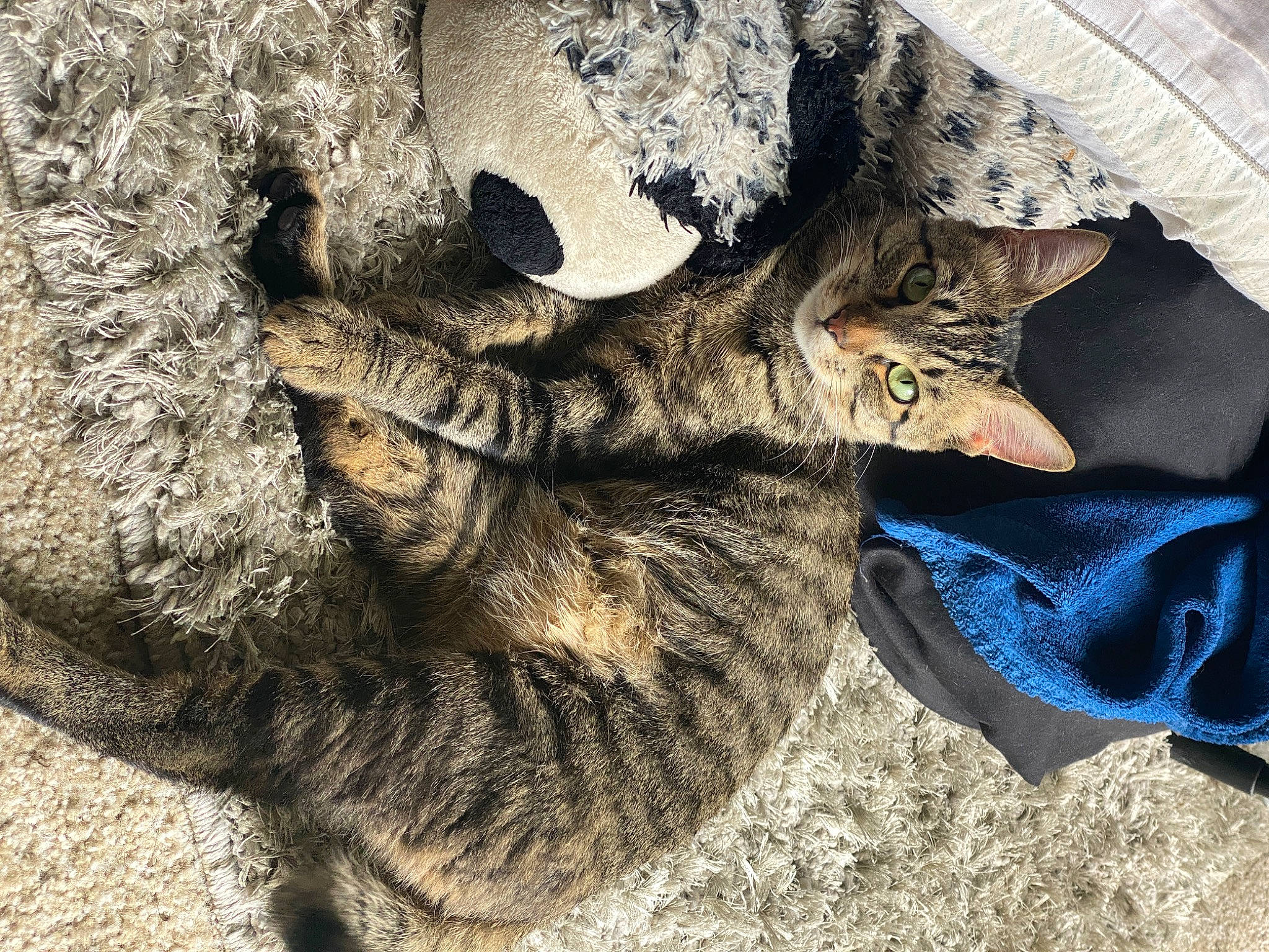 Cheetah is registered to the contest to win money with this photo: california_spangled, carnivore, cat, domestic_short_haired_cat, dragon_li, european_shorthair, eye, felidae, fur, german_rex, kitten, nose, ocicat, pixie_bob, sleep, small_to_medium_sized_cats, snout, tabby_cat, whiskers, wild_cat