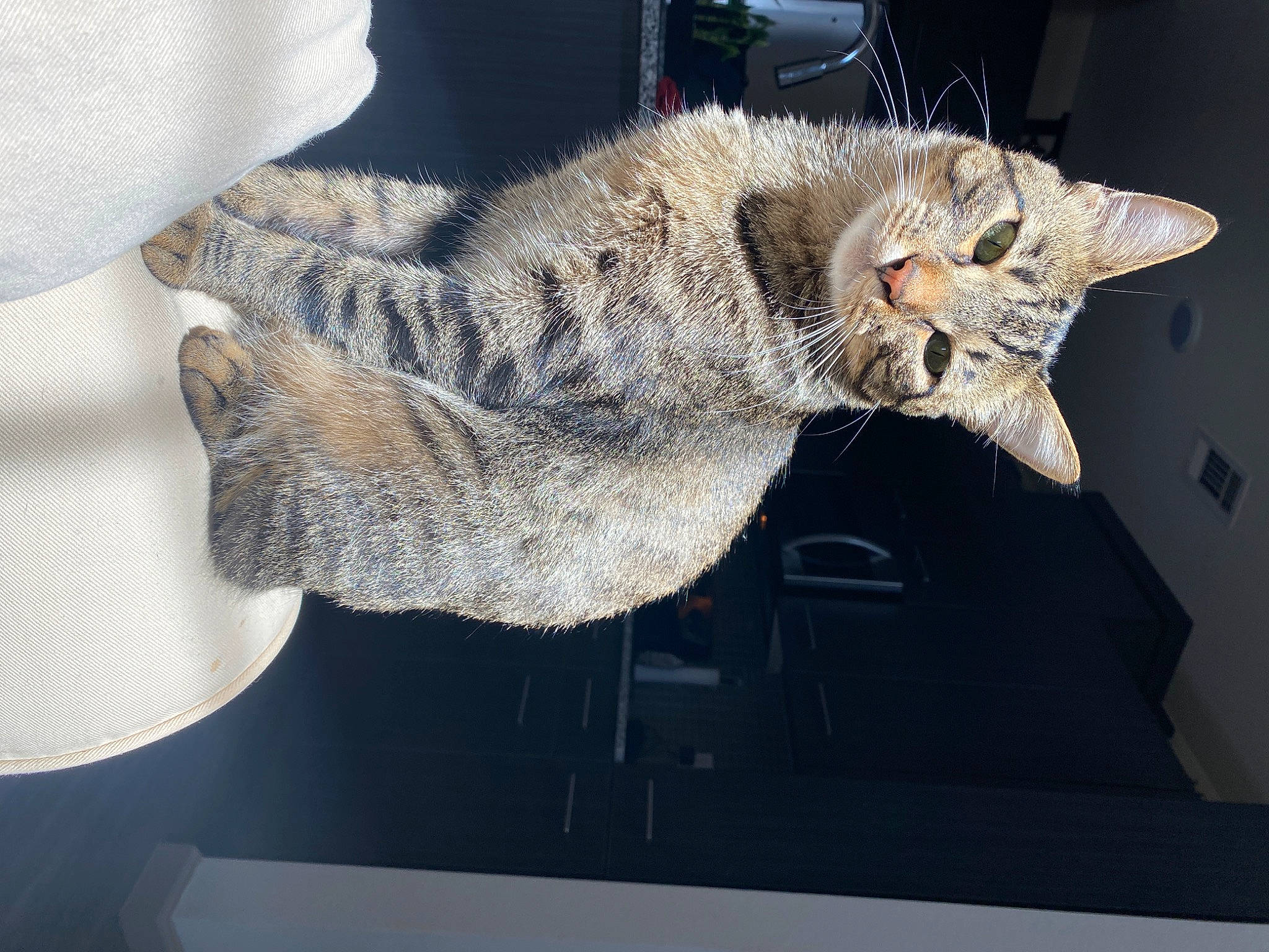 Cheetah is registered to the contest to win money with this photo: asian, carnivore, cat, chausie, domestic_short_haired_cat, dragon_li, ear, european_shorthair, felidae, fur, german_rex, kitten, leg, pixie_bob, small_to_medium_sized_cats, square, tabby_cat, tail, whiskers