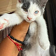 Blanquita joined the competition — help win amazing prizes! animal, bracelet, cat, closeup, curtain, cute, fur, gray, hand, heterochromia, indoor, kitten, looking, paw, paw_outstretched, pet, portrait, sleepy, white, young