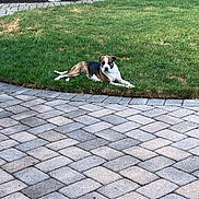 Mia is registered to the contest to win money with this photo: dog, grass, lawn, patio, paving_stones, house, porch, garden_bed, plants, outdoor, pet, canine, resting, relaxed, backyard, summer, daytime, brown, white, animal