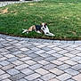 dog, grass, lawn, patio, paving_stones, house, porch, garden_bed, plants, outdoor, pet, canine, resting, relaxed, backyard, summer, daytime, brown, white, animal
