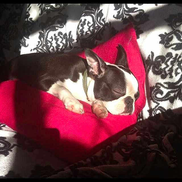 Betsy-Blossom joined the competition — help win amazing prizes!