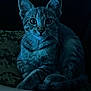 animal, blue_light, calm, cat, closeup, curious, cute, dark_background, domestic, ears, eyes, feline, fur, indoor, mammal, pet, portrait, sitting, tabby, whiskers