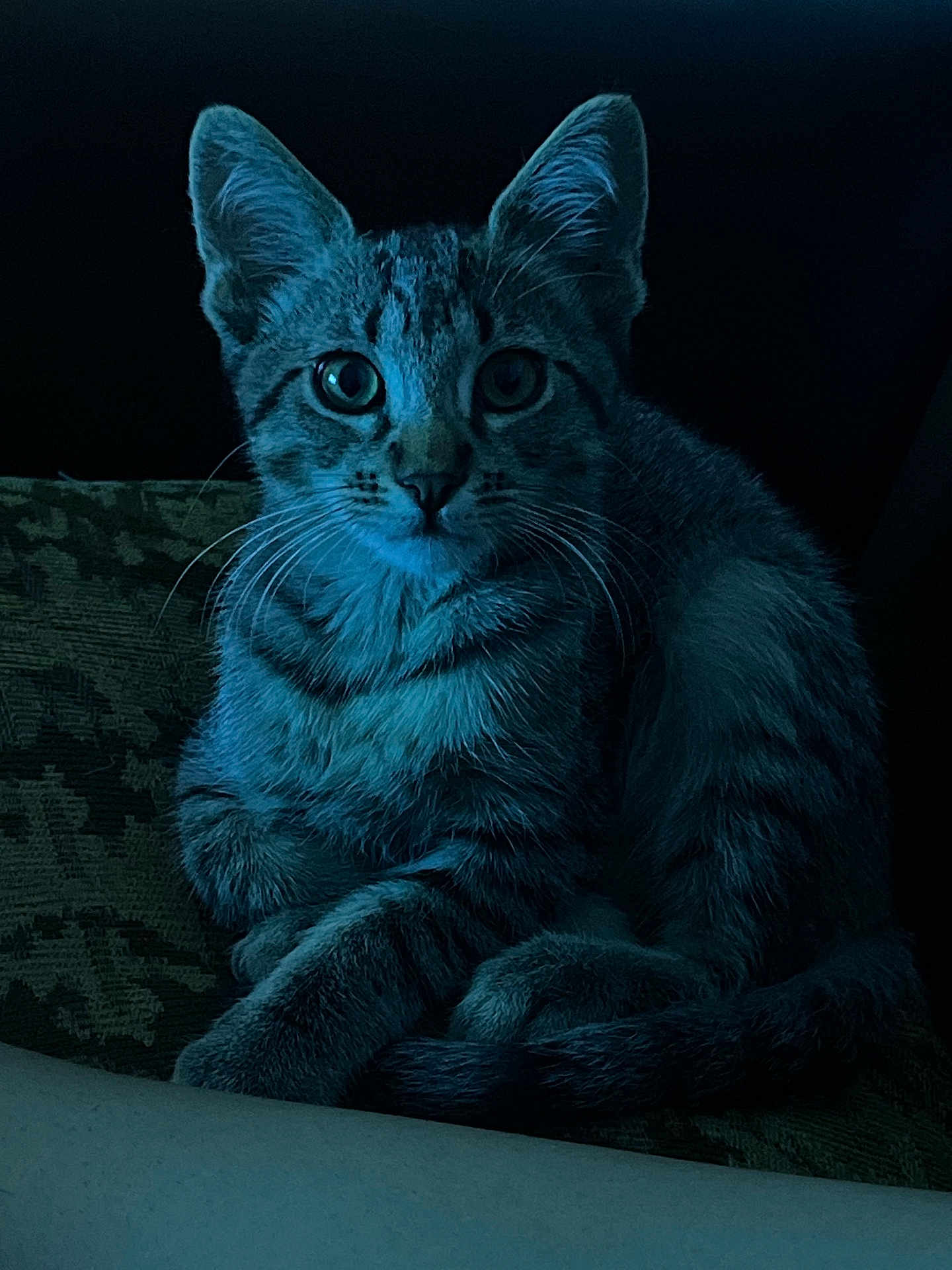 Mushu